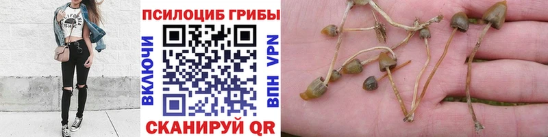 Псилоцибиновые грибы GOLDEN TEACHER где найти Феодосия